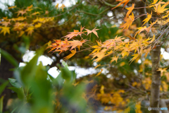 山寺 紅葉