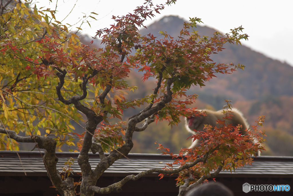 宝珠山 立石寺5＆サル