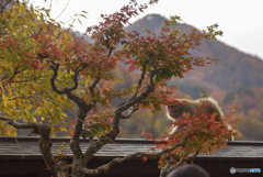 宝珠山 立石寺5＆サル