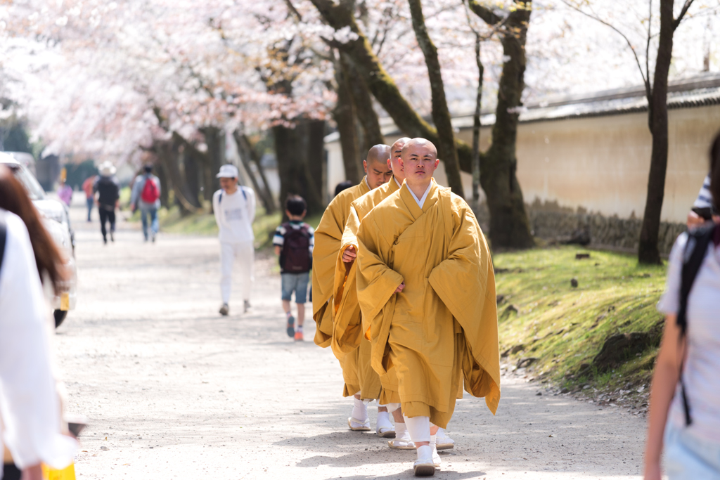 桜道を歩く