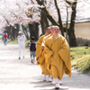 桜道を歩く