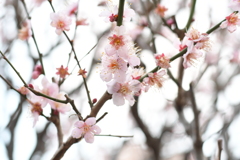 梅の花