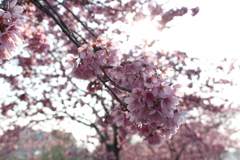 天理の桜