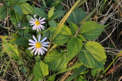 マーガレットに似たキク科？の花