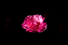 rose｜昼間自宅前のバラ