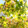 昼下がりの公園