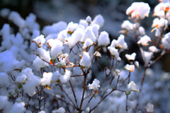 南国の雪と晴れの日