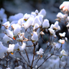 南国の雪と晴れの日