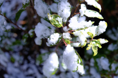 南国の雪と晴れの日