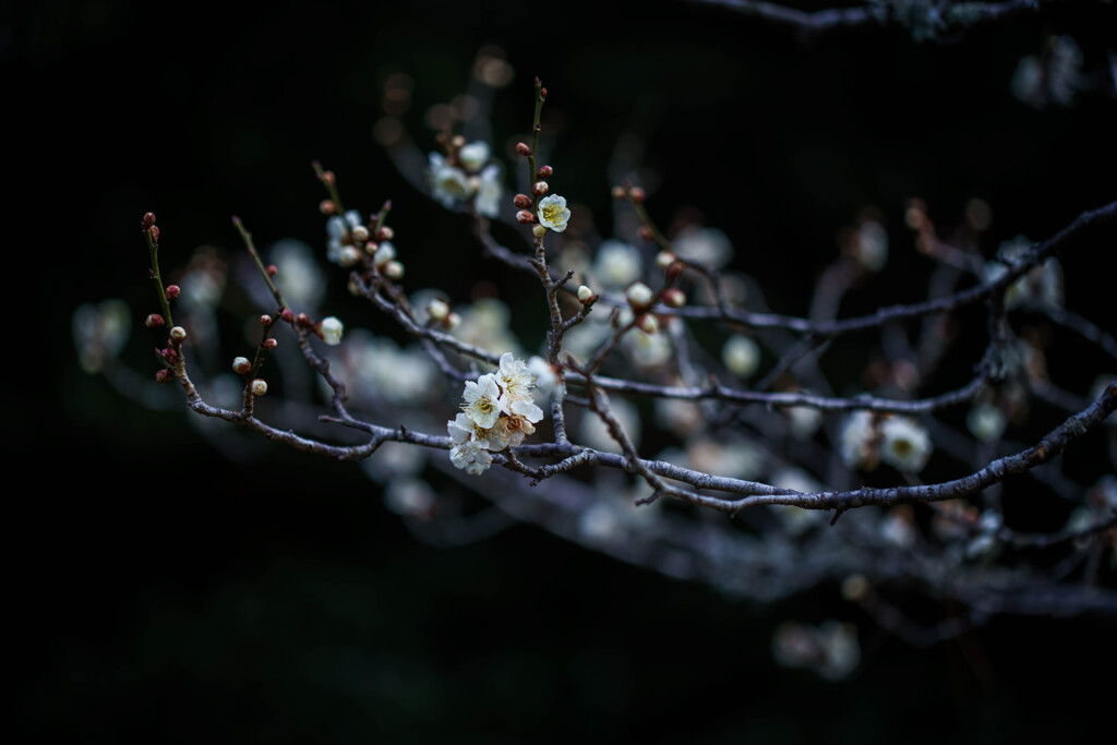梅の花Ⅱ