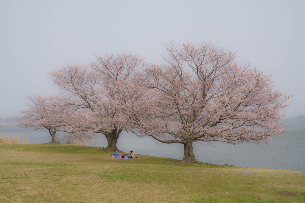 桜の木の下で