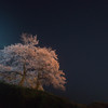 夜櫻