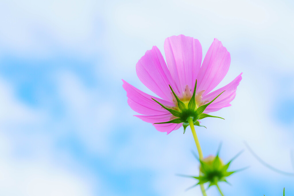 秋桜 -青空に向かって-