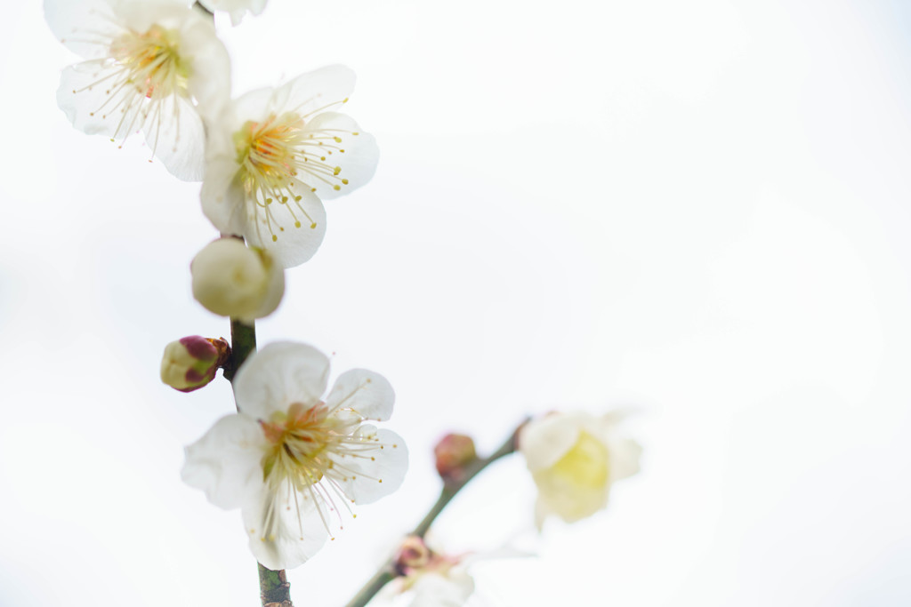 春　－梅花－