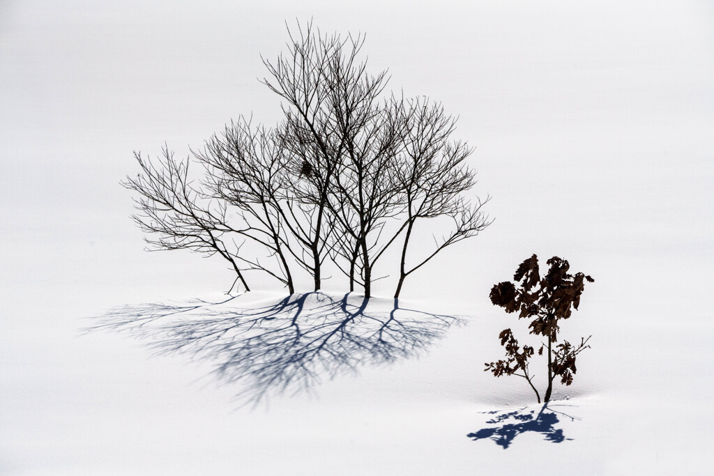 雪原の花Ⅲ