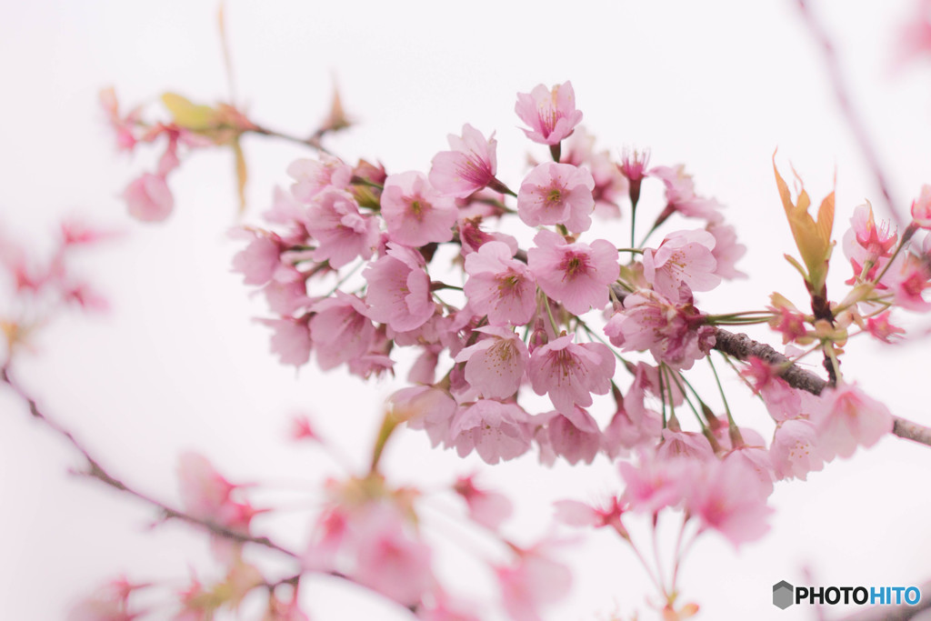 春へ　－大寒桜－