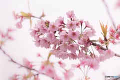 春へ　－大寒桜－