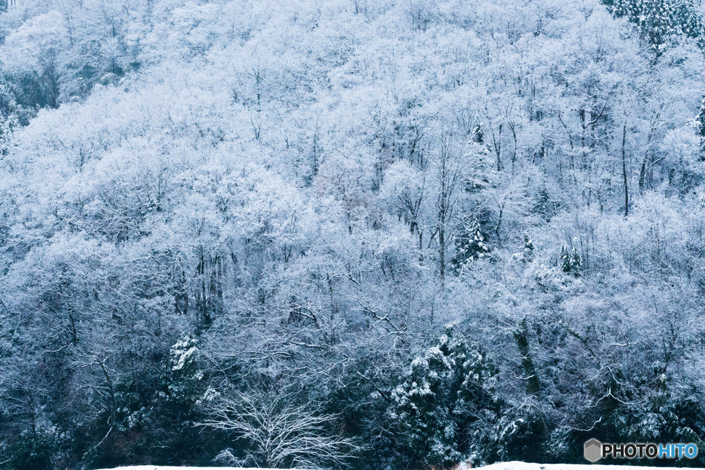 雪の華