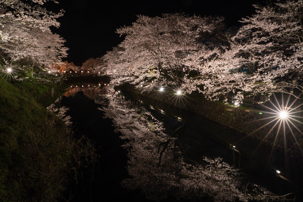 夜櫻