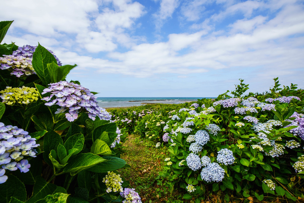 紫陽花 -空と海と-