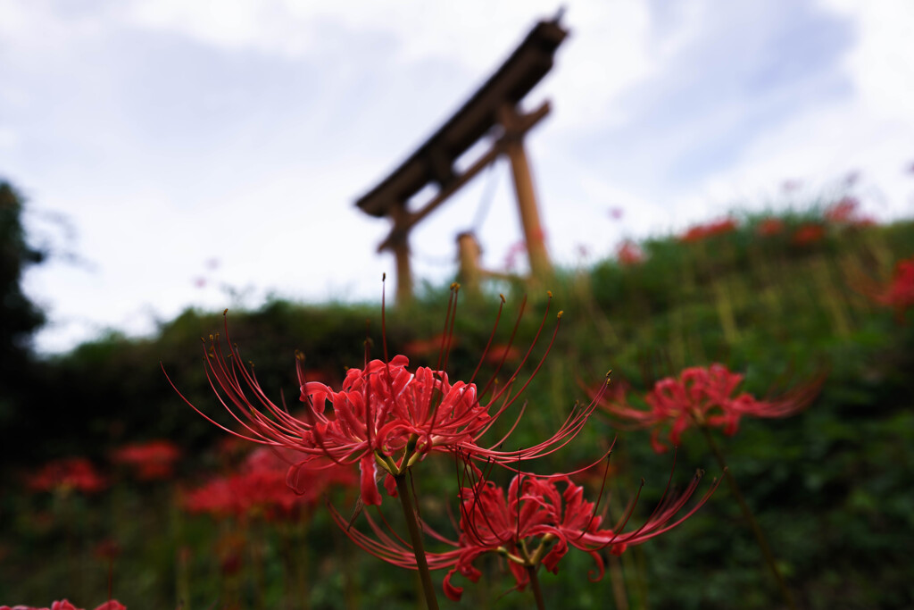 彼岸花