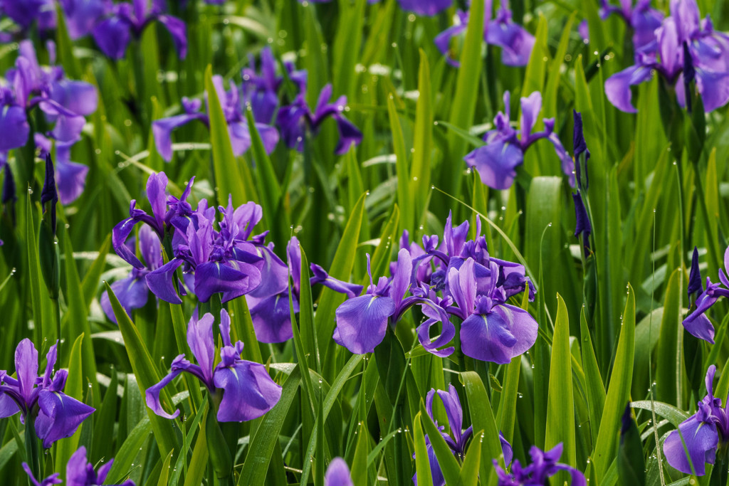 燕子花