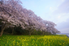 桜と菜の花