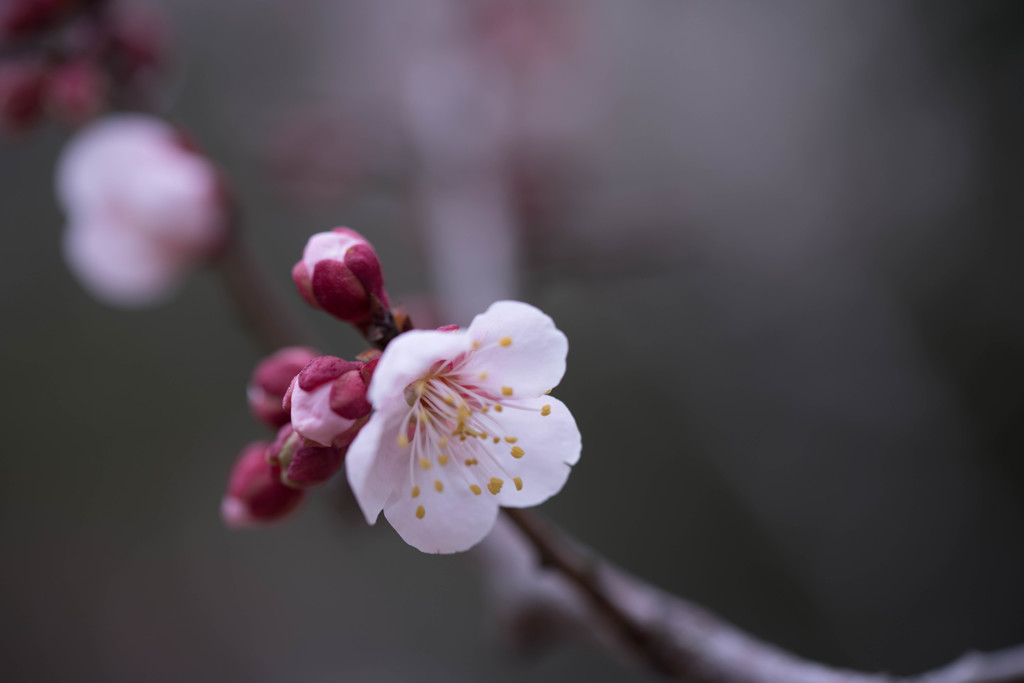 春の兆　－梅花－