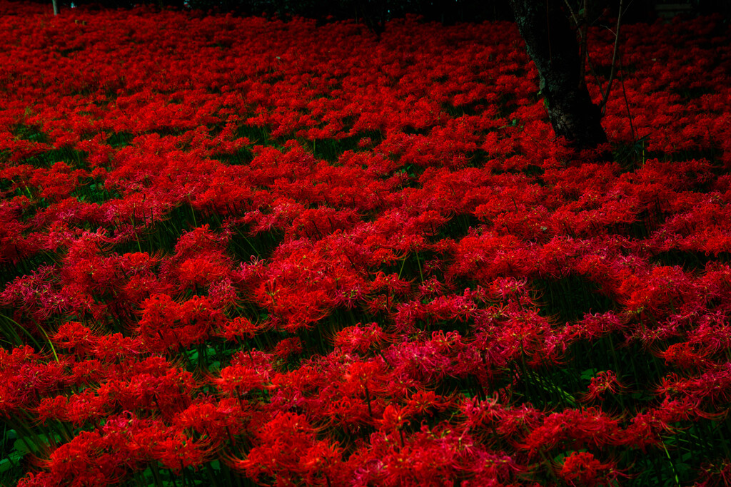 彼岸花 -赤い絨毯-