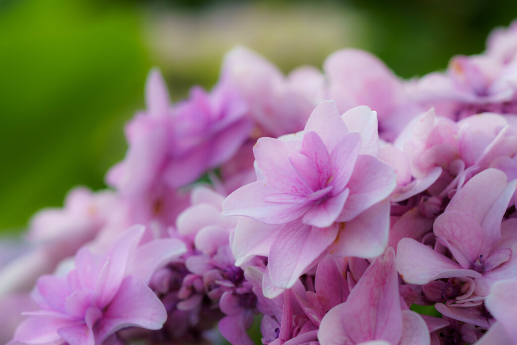 紫陽花