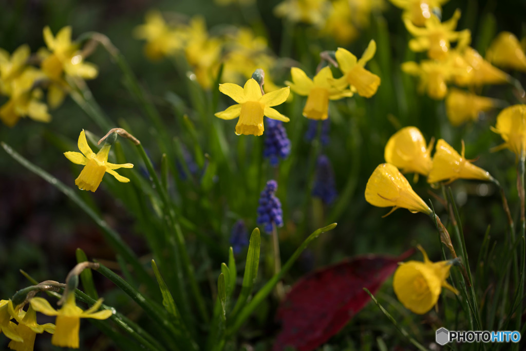 春だから －朝の散歩－