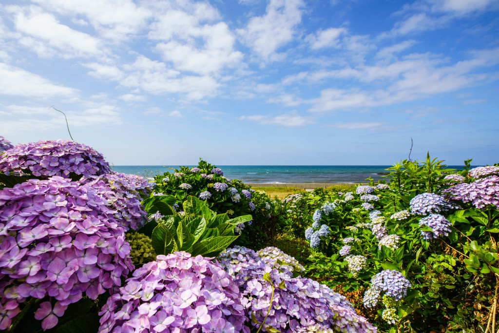 紫陽花 -空と海と-