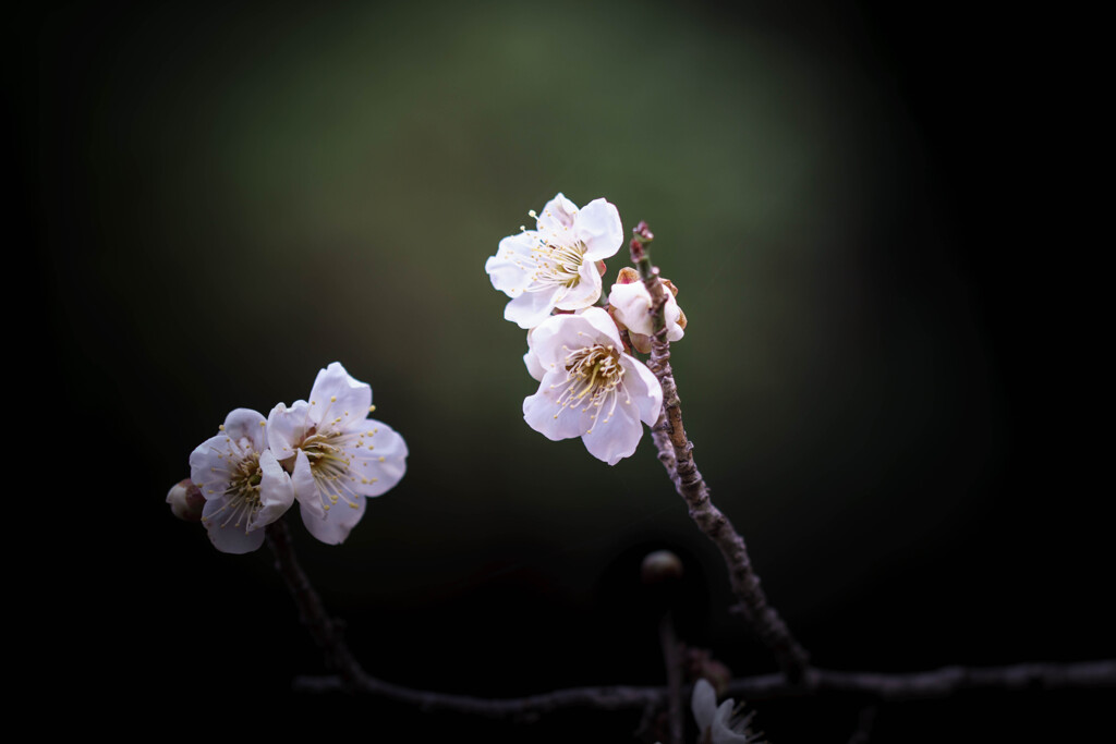 梅の花Ⅰ