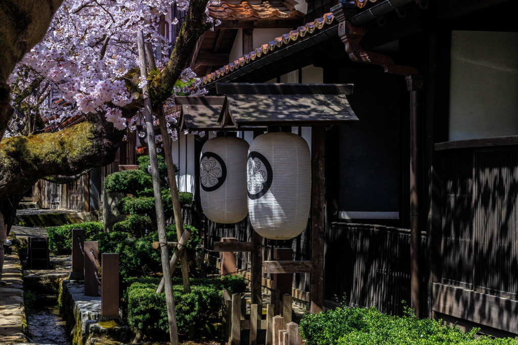 櫻