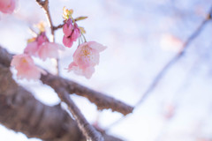 春の光　-大寒桜-