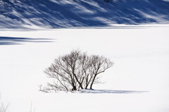 雪原の花Ⅰ