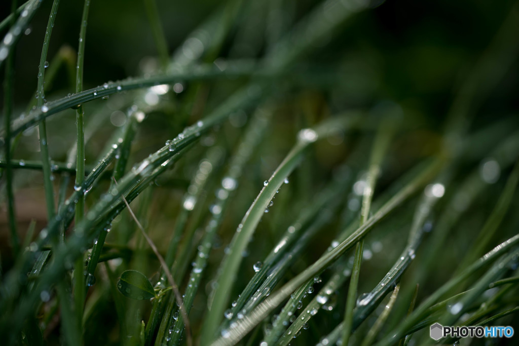 春だから －朝の散歩－