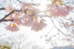 春の光　-大寒桜-