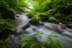 木谷沢渓流 -夏-