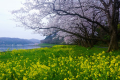 桜と菜の花