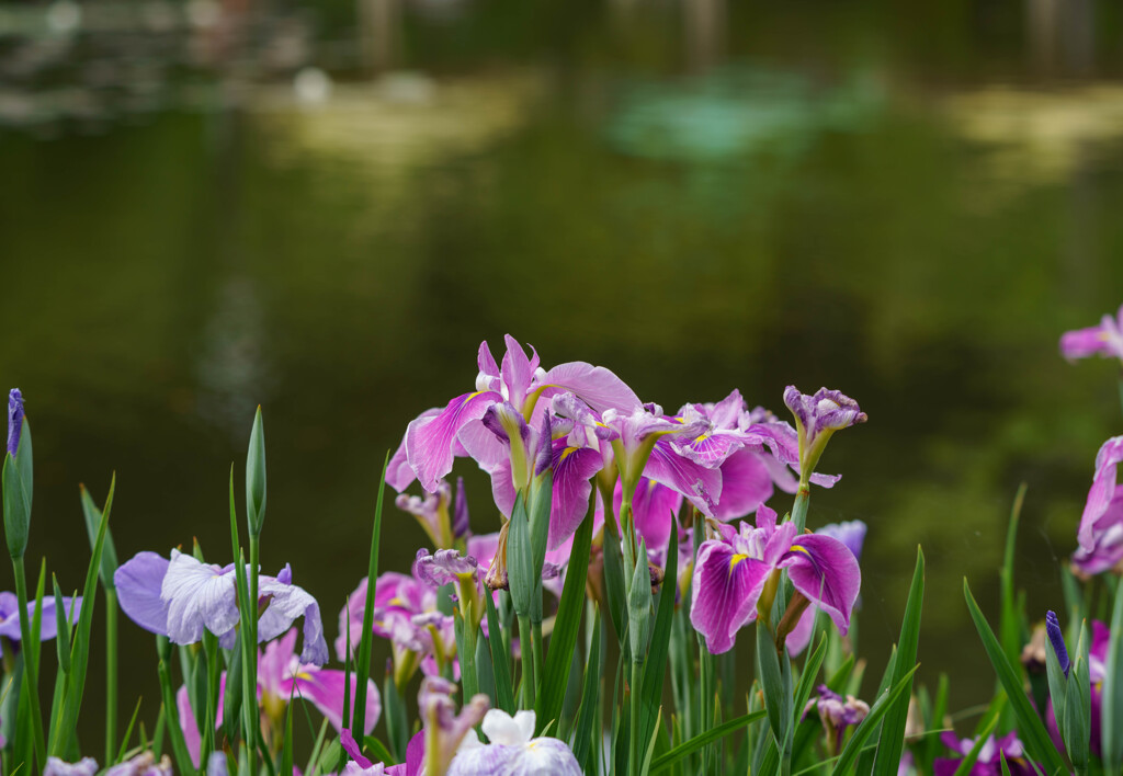花菖蒲