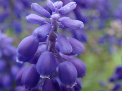 会社の花畑で咲いていたシリーズ２