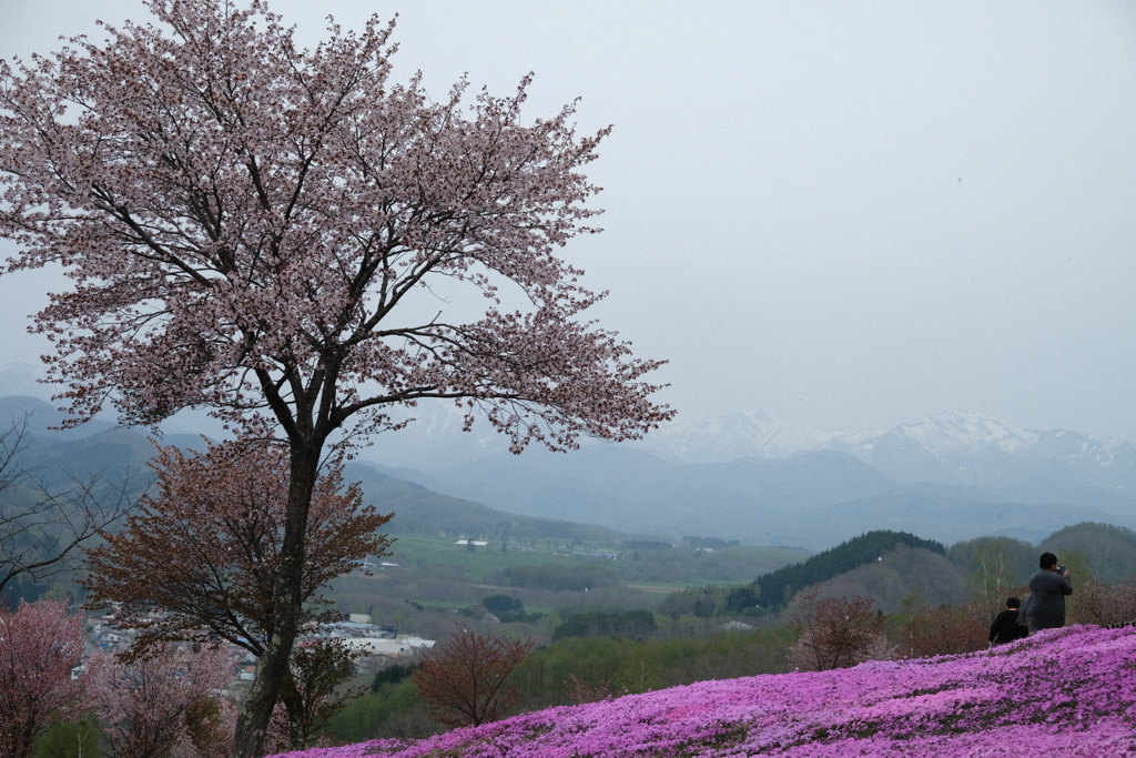 桜と芝桜と山々に圧巻