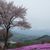 桜と芝桜と山々に圧巻