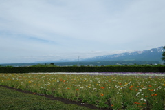 綺麗な花の奥にそびえ立つ