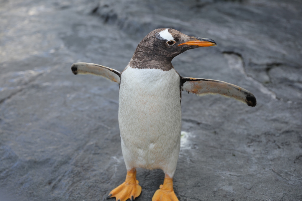 ペンギンの自己主張