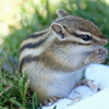 手のりシマリス