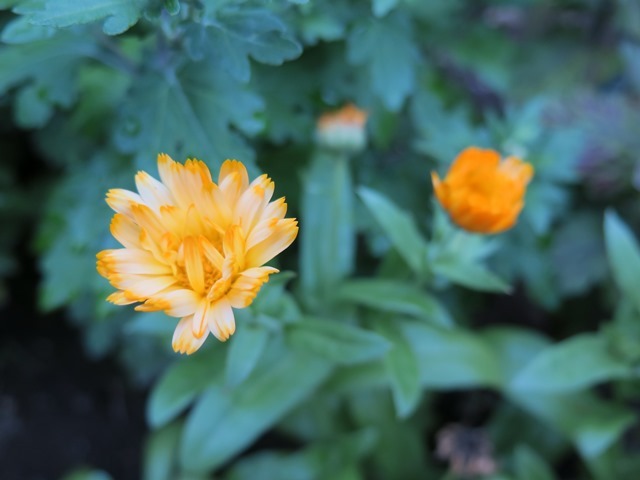 雨上がりの花