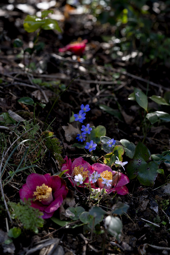 間隙の斜光に濡れる