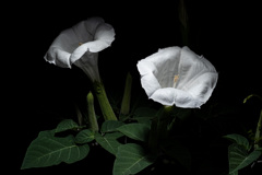 曼陀羅華